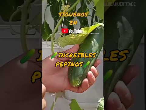 , title : '¿Como Sembrar? Plantas De Pepino🥒 En Maceta 🥒 #shortsvideo 🥒#como #sembrar #pepinos'