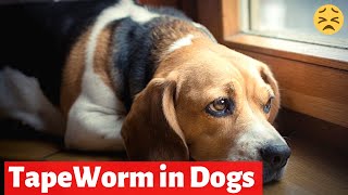What are Symptoms of Tapeworms in Dogs? How to prevent them?