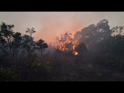 Incêndio atinge área de vegetação do Parque do Mico-Leão-Dourado em Cabo Frio