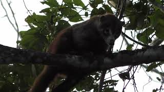 10 AMAZING animals of Central America! Howler monkeys, Toucans,...... #wildlife #centralamerica