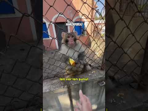 Bak Bak Aha Alırsın!