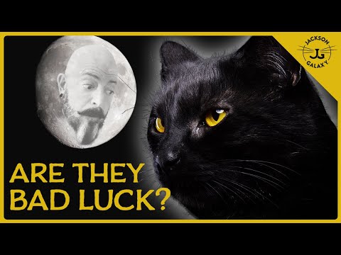Shocking Black Cat Myths & Superstitions Explained!