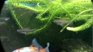 Hungry Goldfish and Swordtail fish at feed time