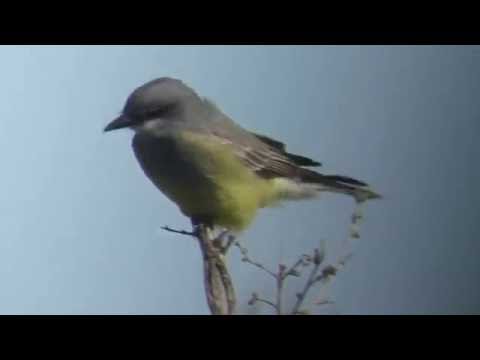 Postriežkar krikľavý (Tyrannus vociferans) — hlas a správanie v prírode