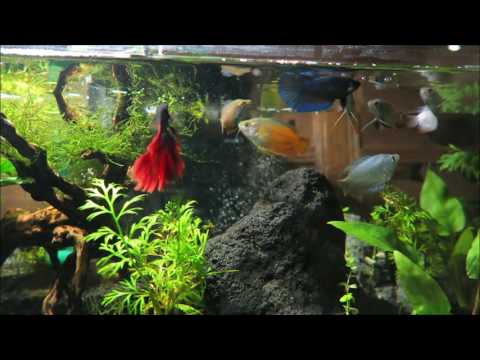 Dwarf Gourami & Betta Fish Tank Aquascape Feeding Time
