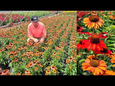 3 Exciting, Easy to Grow Coneflowers👍😁 💚for every sunny, well-drained spot / Echinacea Prima™ Series