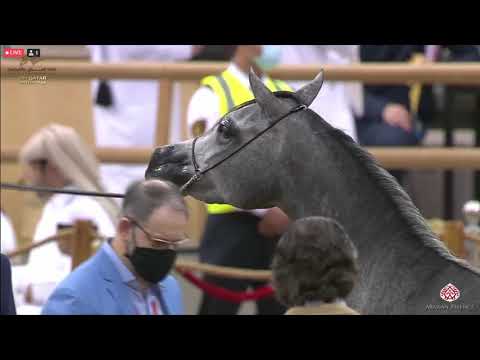 N 223 NASRAH AL SHAHANIA   23rd Qatar National Arabian Horse Show   Fillies 2 Years Old Class 4B