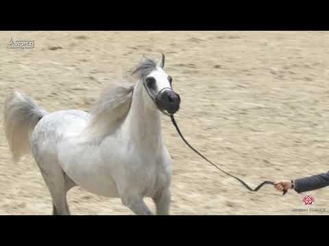 N 136 SUNDOWN KA   Paris 2019   Senior Stallions Class 6A