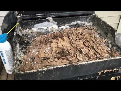 A Big European Hornets Nest Inside the Gas Grill in Cream Ridge, NJ
