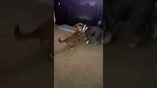 Video preview image #1 Toy Rat Doxie Puppy For Sale in Holly Springs, NC, USA