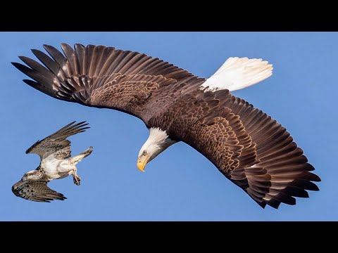 image-Is the vulture the highest flying bird?