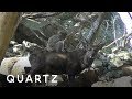 Monkeys Are Practicing Sex On Deer