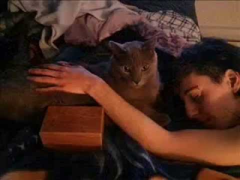 Nibblez' Fairytail - Rest in Peace (2009 - 2015)