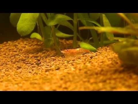 Neocaridina davidi var  sakura