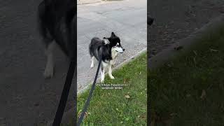 my husky is very stubborn. Team Ellie or Levi? #husky #huskies