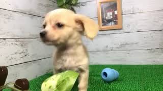 ハーフ犬の動画01