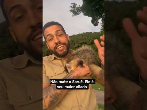 Saruê #brasilia #saopaulo #riodejaneiro #riograndedosul #bahia #minasgerais #bahia #manaus #goiânia