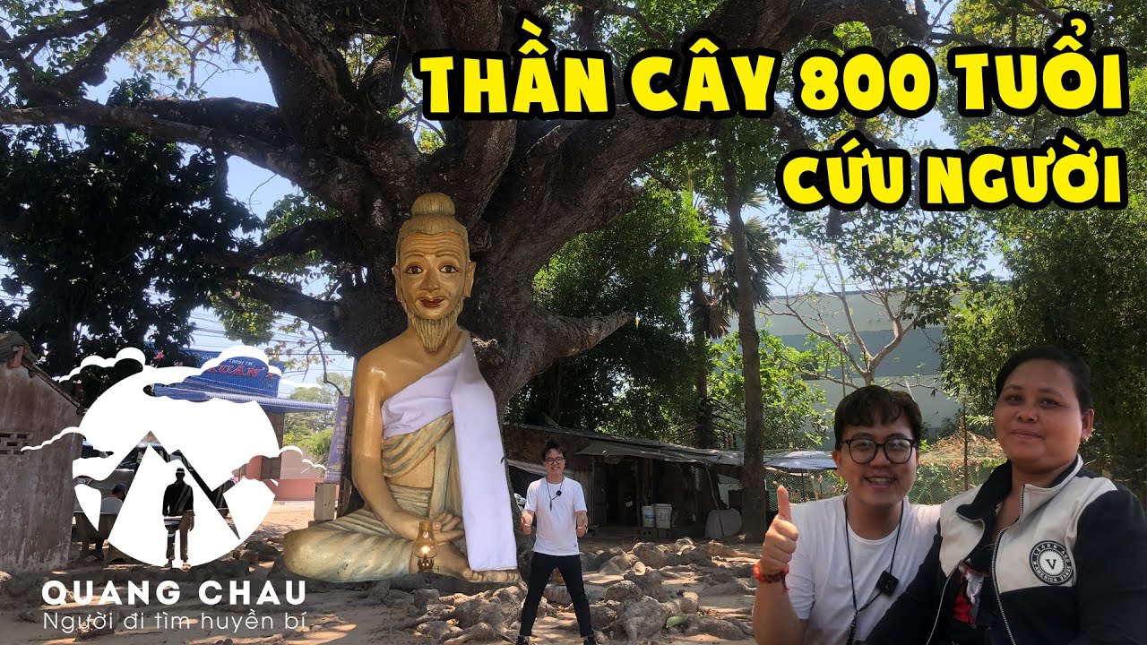 Cây Dầu Dù Mọc Ngược hơn 800 tuổi chữa bách bệnh bằng linh khí | Nam Tông Trà Vinh 1