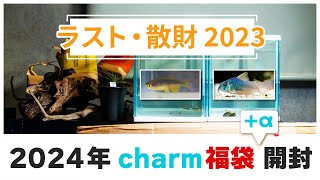 【アクアリウム】charmの2024年福袋でコリドラスや流木福袋を購入したので紹介!【charm福袋】アクアリウム初心者 熱帯魚 コリドラス 流木