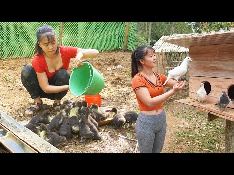 TIME LAPSE --333 Days Raising Geese, Raise Pigeons, Grow Sweet Potato..../nhats story