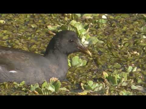Qué es un bañado Esperanza Santa Fe Argentina 2026