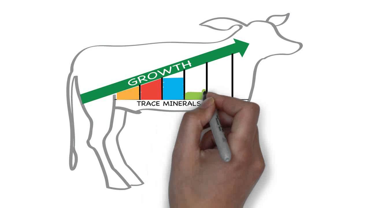 Multimin 90 - Cornell University Dairy Calf Health Benefits