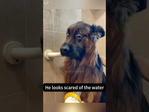 Les chiens ont peur du bain 🧼🤣🤣