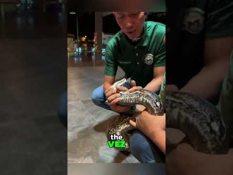 🐍 Dentes mortais da píton