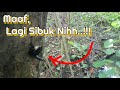 Cara Tawon Kumbang Membuat Sarang Tawon Sarang Animaltv07