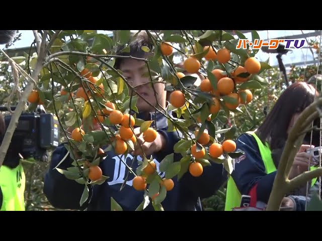 【春季キャンプ】ライオンズ選手たちが金柑狩りを体験!! 2018/2/5