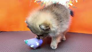 ポメラニアンの動画01