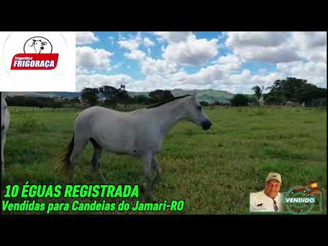 10 Égua REGISTRADAS vendidas para Candeias do Jamari Rondônia