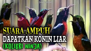 Download lagu Suara Pikat Konin Ribut Paling Jitu || Kolibri Ninja Langsung Kumpul (bagian 3) mp3 Download lagu Suara Pikat Konin Ribut Paling Jitu || Kolibri Ninja Langsung Kumpul (bagian 3) mp3