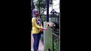 preview picture of video 'Liburan di Batu Secret Zoo - Malang'