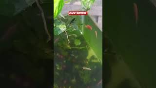 Download lagu please subscribe #jobbiehebriovlogs mp3 Download lagu please subscribe #jobbiehebriovlogs mp3