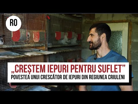 „Creștem iepuri pentru suflet.” Povestea unui crescător de iepuri din regiunea Criuleni