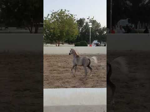 ARKIYAH ALRAYYAN ( FARHOUD AL SHAQAB  × BINT MESOUDAH M H P)