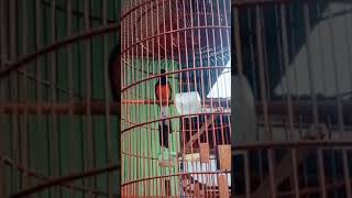 Download lagu #STORY BURUNG MURAI BATU ' #SHORTS mp3