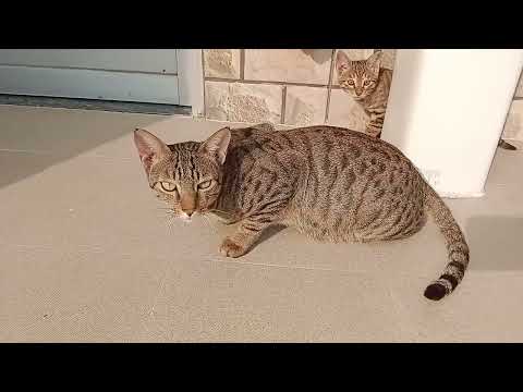 Cat lovers😍#naughty kittens#funny video#🥰🧿🔥