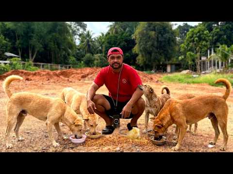 Feeding dogs + a fundraiser update