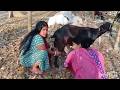 Goat Milking By Hand Again