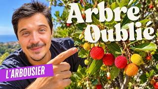 L'Arbousier : l'arbre increvable que plus personne ne récolte