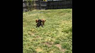 Video preview image #1 American Staffordshire Terrier-Rhodesian Ridgeback Mix Puppy For Sale in Holly Springs, NC, USA