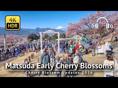 🌸 Matsuda Early Blooming Cherry Blossoms & Mt.Fuji 2026 [4K/HDR/Binaural]