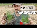 Grow Chives From Seed the EASY Way | Dividing For Endless New Plants!