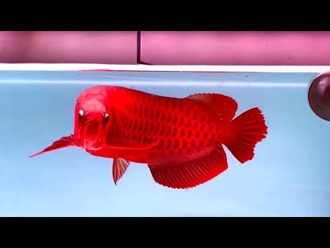 Top 8 Coolest Super Red Arowana | Beautiful & Rare Arowana Fish in Asia