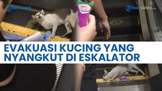 Detik-detik Evakuasi Kaki Kucing Tersangkut di Eskalator Mall, Terus Menggeram Kesakitan