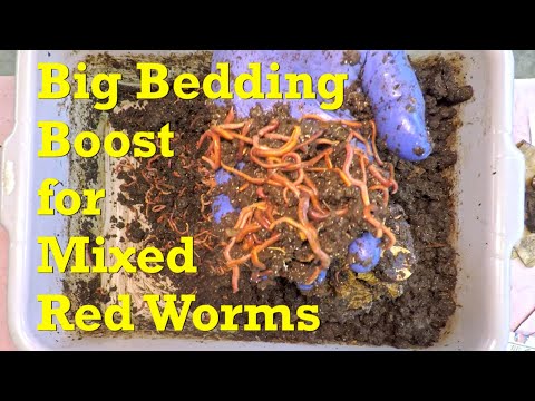 Big bedding boost for mixed red worm bin's 'wedge' feeding zone - vermicompost