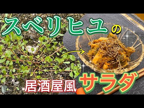 スベリヒユ 植物