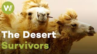 Two-humped camels: a vital animal for the extreme conditions of Central Asia